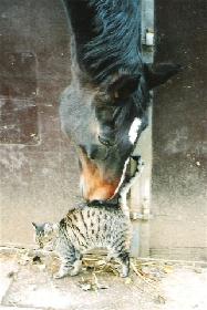 Zur Erinnerung an 'Muzele' unsere treueste Stallkatze
